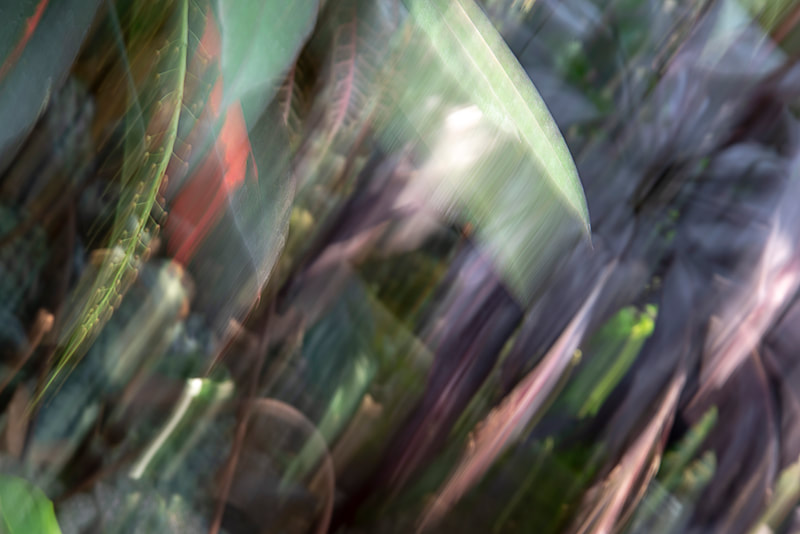 Blurred image of botanical garden plants.